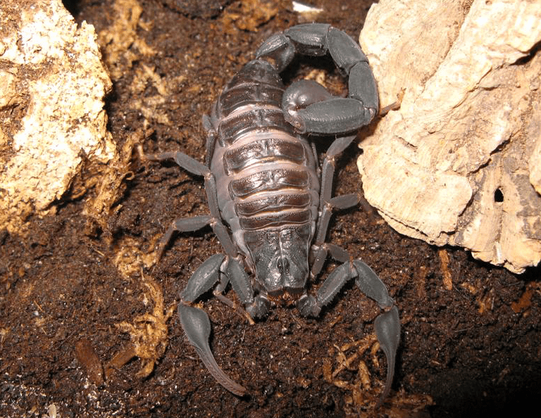 馬達加斯加黑金剛蠍 Grosphus grandidieri