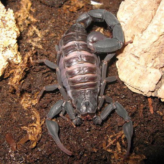 Madagascar black diamond scorpion Grosphus grandidieri