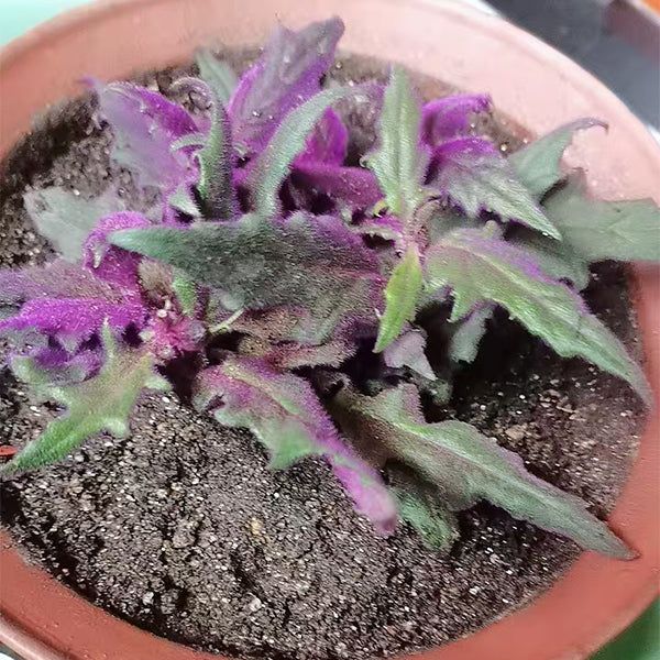 紫鵝絨 Gynura aurantiaca
