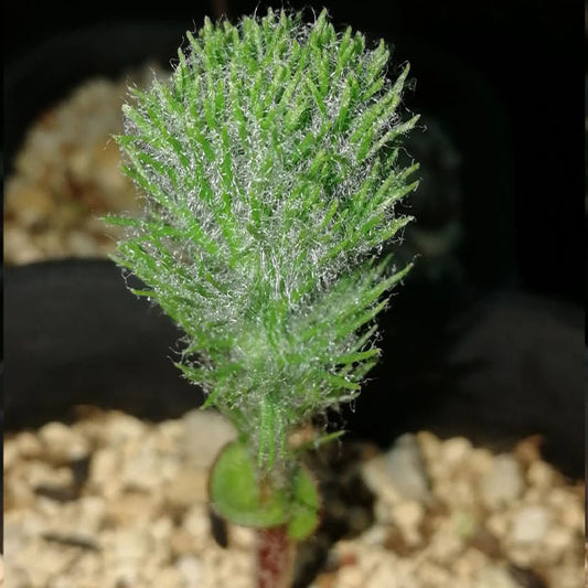 霧冰玉 Haasklossie ( Eriospermum paradoxum )