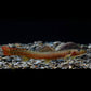 紅尾荷馬條鰍 (Homatula variegata)