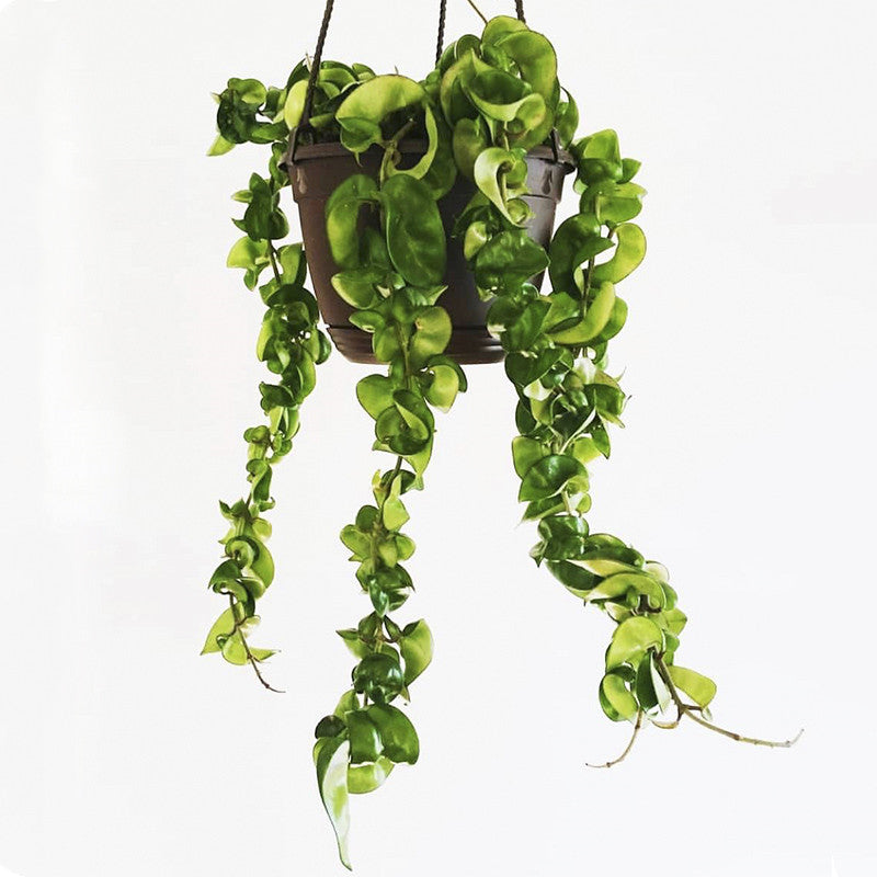 捲葉球蘭 Hindu Rope ( Hoya carnosa ' Compacta ' )