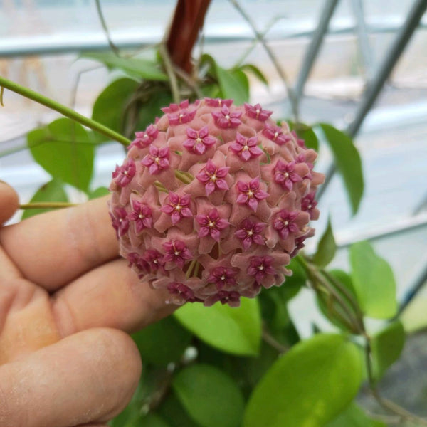 粉花球蘭/毬蘭 Hoya aldrichii ' Christmas Island waxvine '