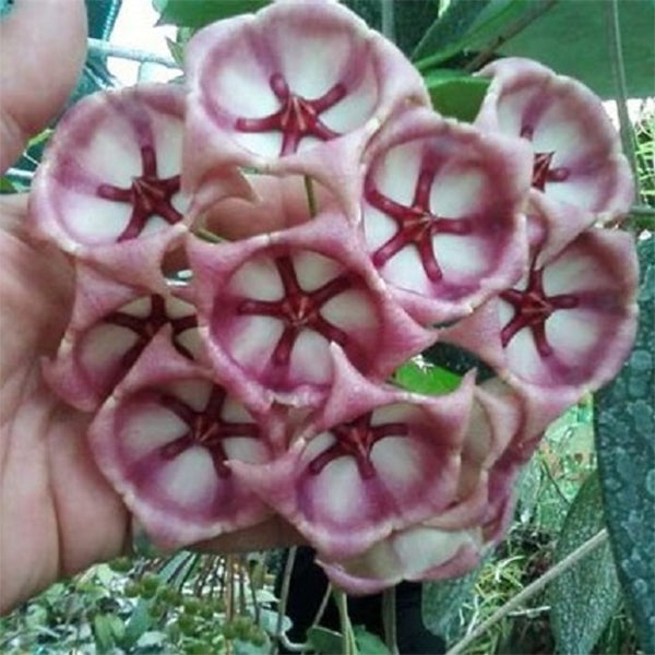 風鈴球蘭 Hoya archboldiana ssp. pink