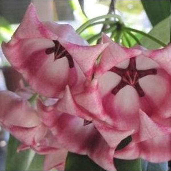 風鈴球蘭 Hoya archboldiana ssp. pink