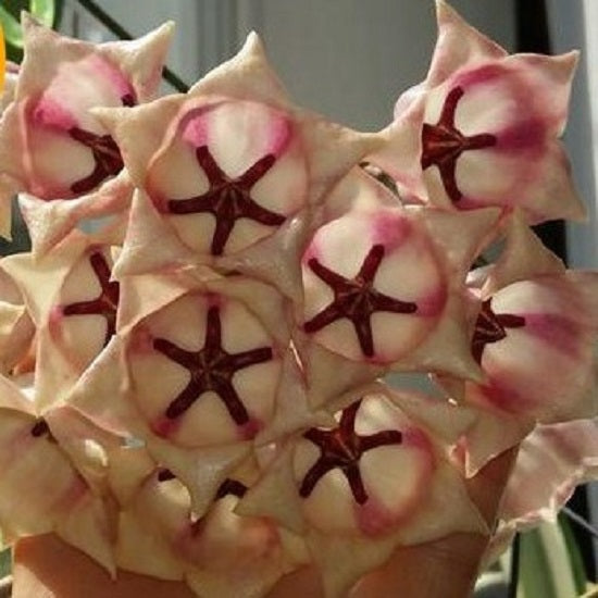 風鈴球蘭/毬蘭 Hoya archboldiana white