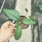 風鈴球蘭 Hoya archboldiana white