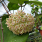 球蘭 Hoya balaensis