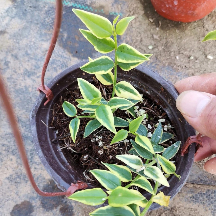 斑葉貝拉球蘭 Hoya bella variegated