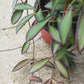 蜜糖毬蘭 Hoya burtoniae