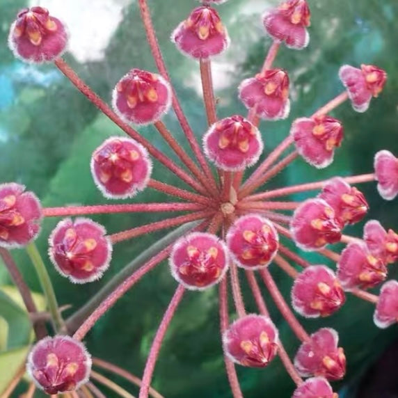 蜜糖毬蘭 Hoya burtoniae