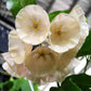 康蓬那球蘭 Hoya campanulata