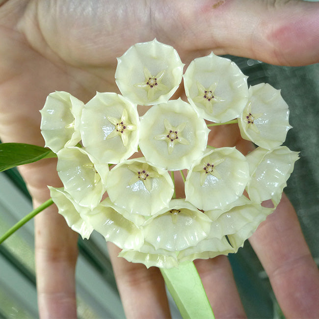 康蓬那球蘭 Hoya campanulata