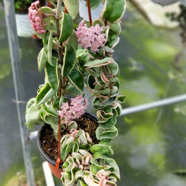 捲葉球蘭 Hoya compacta albomarginata ' regalis '