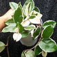 球蘭 Hoya carnosa cv. Snowball albomarginata