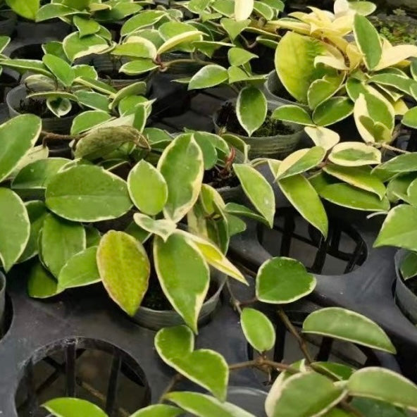 球蘭 Hoya carnosa variegata out