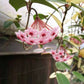球蘭 Hoya carnosa variegata out