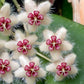 尾狀球蘭 Hoya caudata ‘ Red '