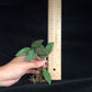 尾狀球蘭 Hoya caudata ‘ Red '