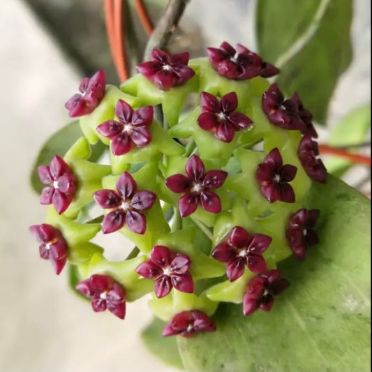 玉桂球蘭 Hoya cinnamomifolia