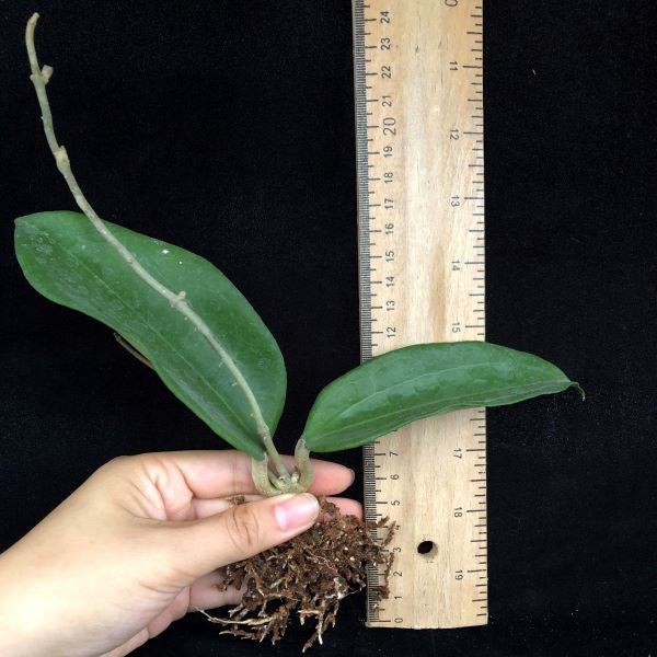 玉桂球蘭 Hoya cinnamomifolia