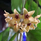 黃瓷球蘭 Hoya cutis porcelana