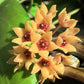 黃瓷球蘭 Hoya cutis porcelana