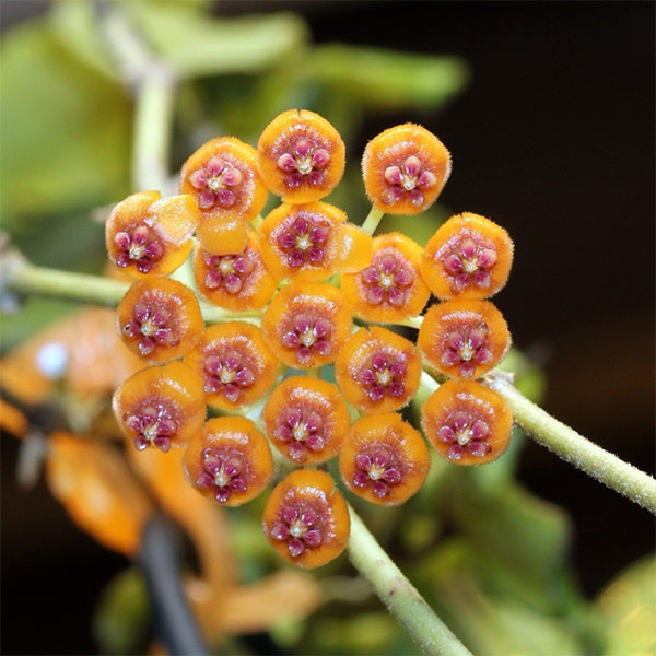 安達球蘭 Hoya Endauensis