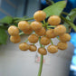 安達球蘭 Hoya Endauensis