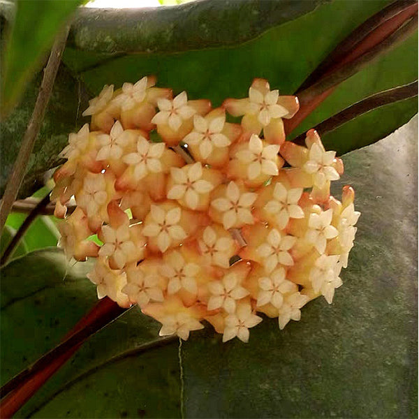 球蘭/毬蘭 Hoya chicken farm