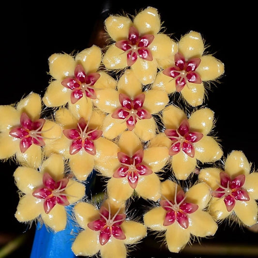 球蘭青銅器 Hoya flagellata ssp. gold