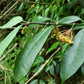 黃花球蘭 Hoya fusca Wall