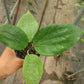光葉球蘭 Hoya glabra
