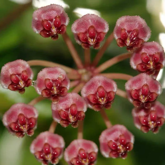 球蘭 Hoya halophila