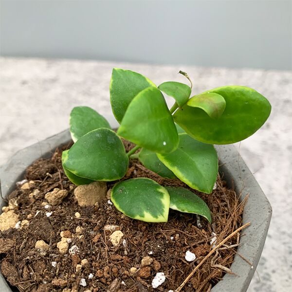 休斯科爾粉花外錦球蘭 ( Hoya heuschkeliana albomarginata )