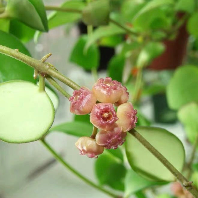休斯科爾球蘭(粉) Hoya heuschkeliana ssp.  pink