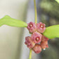 休斯科爾球蘭(粉) Hoya heuschkeliana ssp.  pink