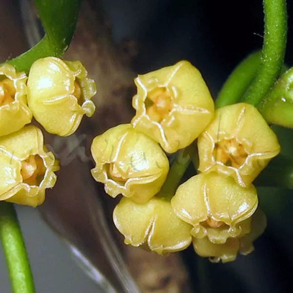 休斯科爾球蘭(黃) Hoya heuschkeliana ssp. yellow