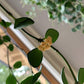 休斯科爾球蘭(黃) Hoya heuschkeliana ssp. yellow