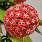 紅火毬蘭 Hoya ilagiorum