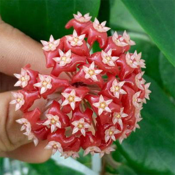 紅火毬蘭 Hoya ilagiorum