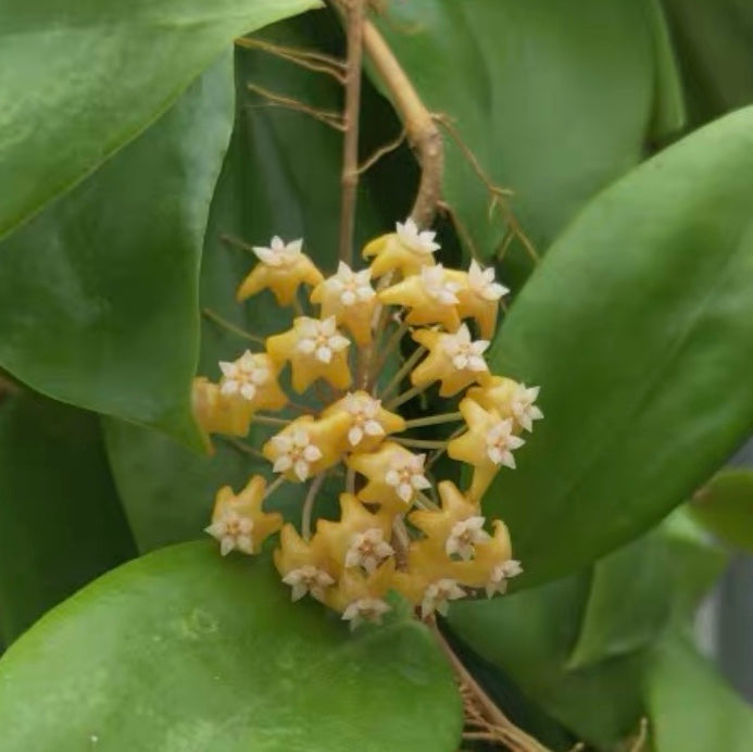 火紅黃花球蘭 Hoya ilagiorum sp.yellow