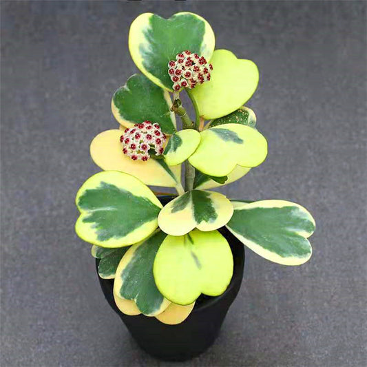 心葉球蘭 Hoya kerrii  variegata
