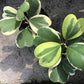 心葉球蘭 Hoya kerrii  variegata
