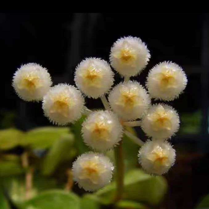裂瓣球蘭 Hoya lacunosa