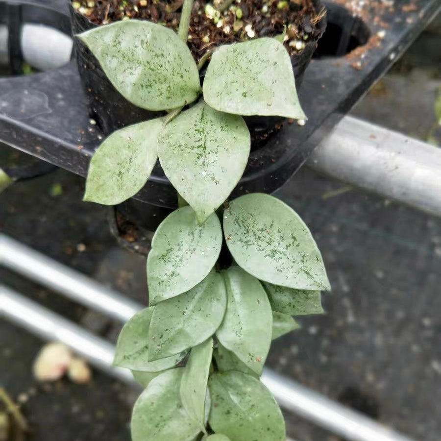 裂瓣球蘭 Hoya lacunose silver