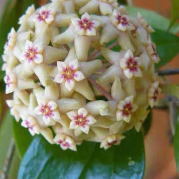 檸檬球蘭/毬蘭 Hoya limoniaca