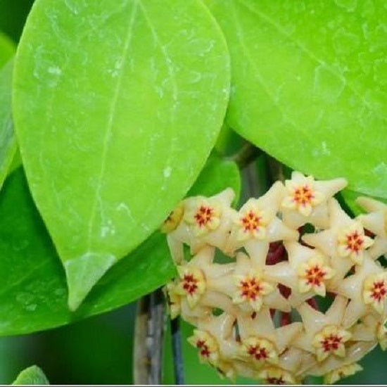 檸檬毬蘭 Hoya limoniaca