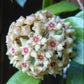 檸檬毬蘭 Hoya limoniaca