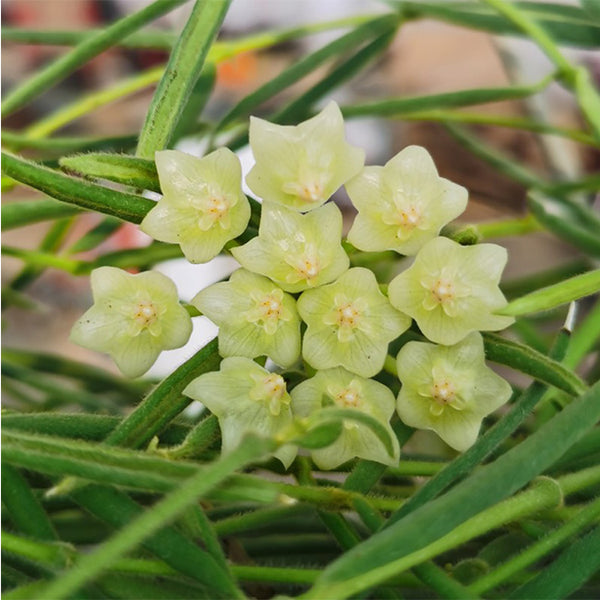 線葉球蘭 /毬蘭Hoya linearis